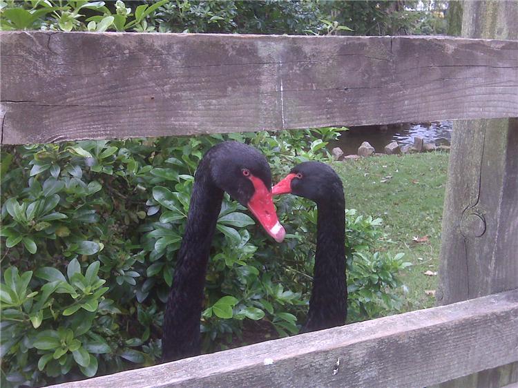 Dawlish Black Swans